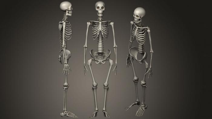 Anatomy of skeletons and skulls (ANTM_1159) 3D model for CNC machine